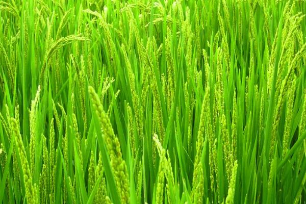 钢两优18水稻品种简介，4月中旬至5月上中旬播种