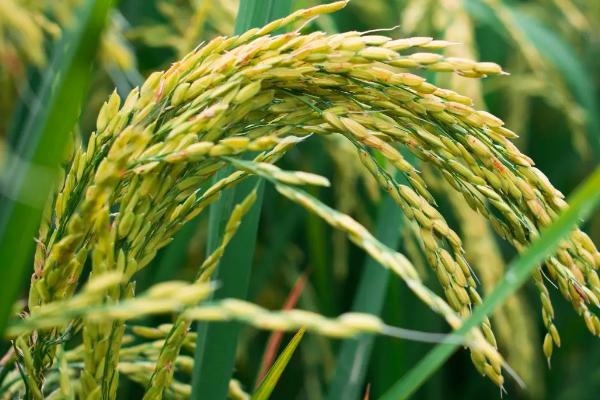 亮两优1221水稻品种的特性，5月中下旬播种