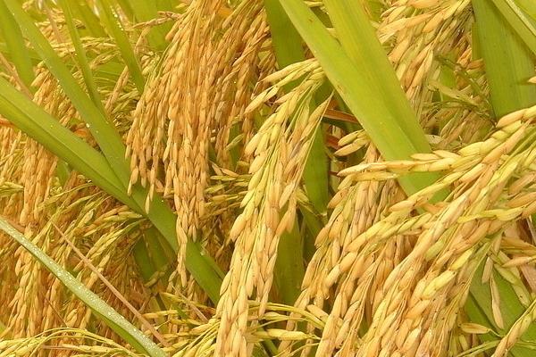 千优3500水稻品种简介，全生育期126.2天