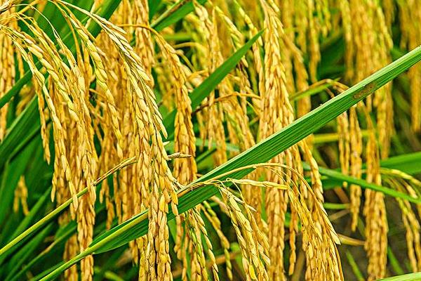 玖两优1257水稻种简介，该品种株型紧凑