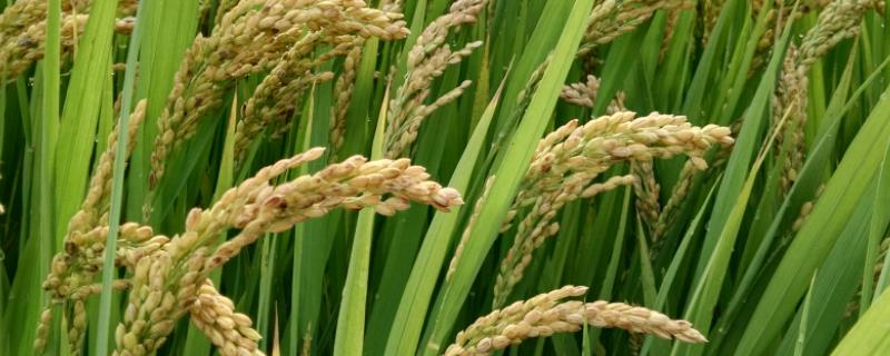 钢两优18水稻品种简介，4月中旬至5月上中旬播种