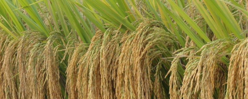 浙两优39水稻种子特点，5月15日左右播种