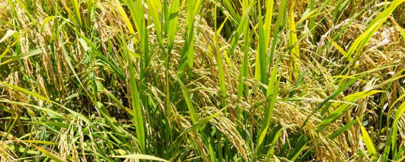 亮两优1221水稻品种的特性，5月中下旬播种