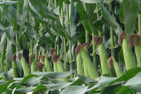 运河3玉米品种的特性，适宜密度为每亩4500株左右