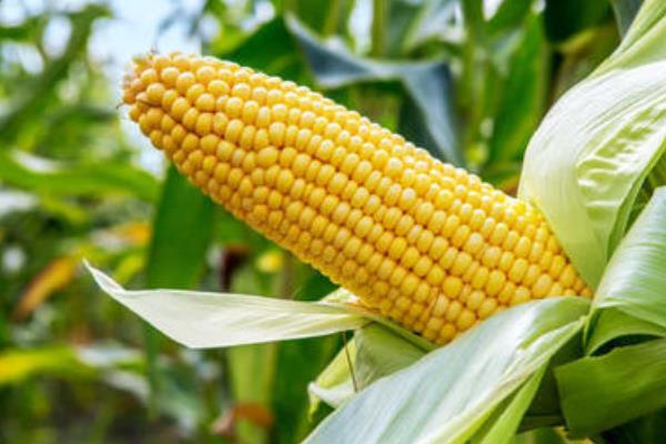 山农饲玉1号玉米品种的特性，适宜密度为每亩4500株左右