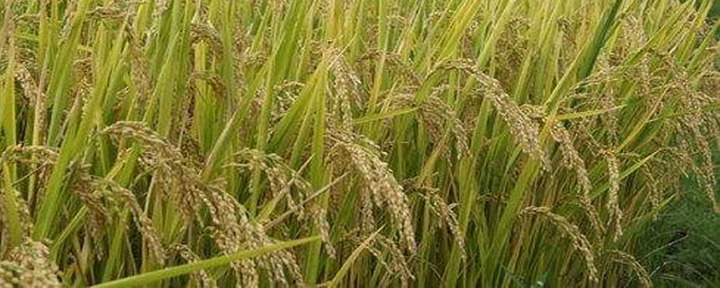 C两优福星占水稻种子简介，大田用种量每亩1.5公斤
