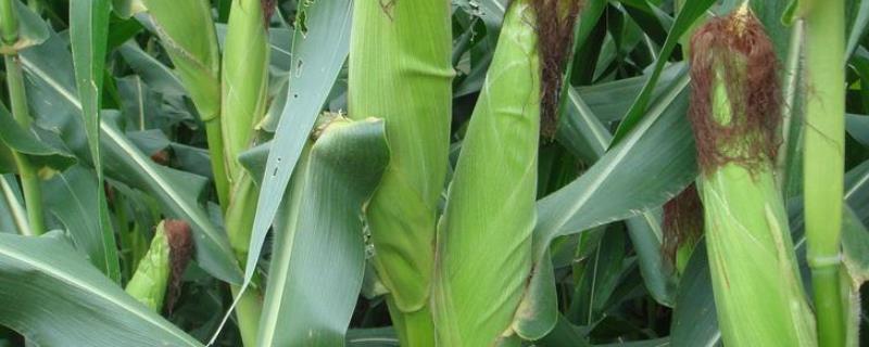登海DT718玉米种子介绍，适宜密度为每亩4500株左右
