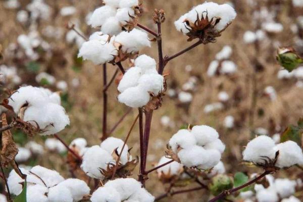 鲁棉319棉花品种的特性，适宜播期4月15～25日
