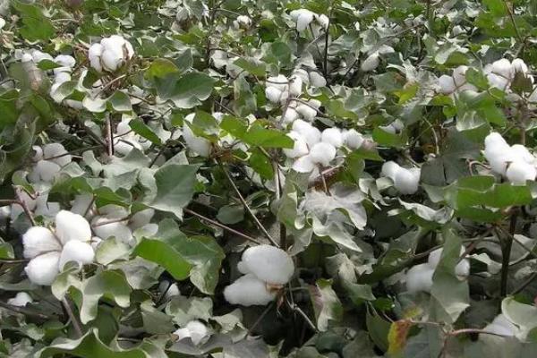 鲁棉319棉花品种的特性，适宜播期4月15～25日