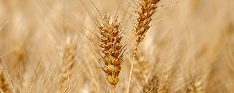 华麦829小麦种子特征特性，每亩基本苗15～18万