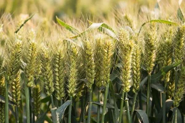 齐民13号小麦种子介绍，适宜播期10月5～10日