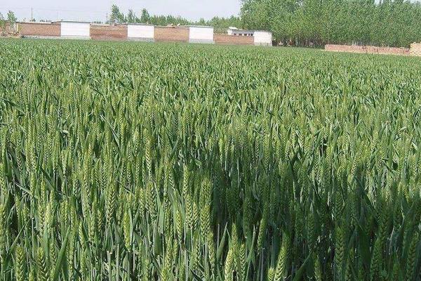济麦38小麦种简介，注意防治叶锈病和纹枯病