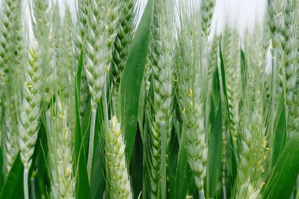 金海525小麦种子特点，适宜播期10月上中旬