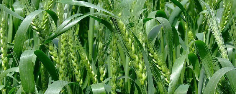 金海525小麦种子特点，适宜播期10月上中旬
