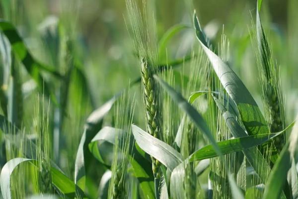 山农1695小麦种子简介，每亩基本苗18万左右