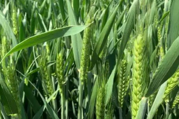 济麦38小麦种简介，注意防治叶锈病和纹枯病