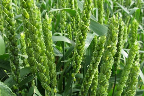济农101小麦种简介，适宜播期10月5～20日