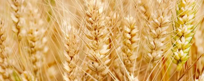青农1604小麦种子特征特性，中抗叶锈病