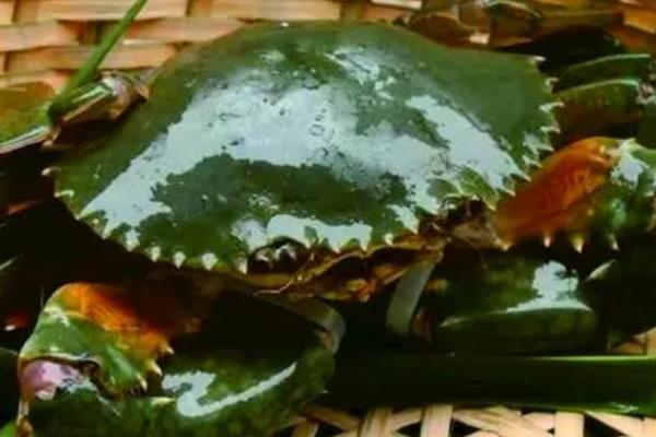 青蟹的品种，常见的有澳洲泥蟹、朝鲜青蟹、越南青蟹等