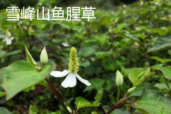 湖南省芷江侗族自治县的特产，雪峰山鱼腥草曾被侗民称为仙草
