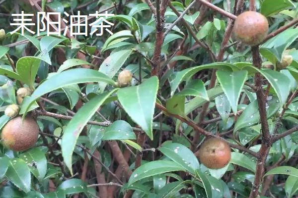 湖南省芷江侗族自治县的特产，雪峰山鱼腥草曾被侗民称为仙草