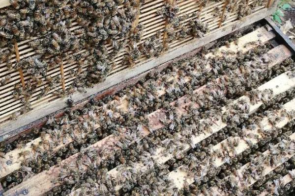 一箱蜜蜂一年产多少蜜，蜂种、蜜源、气候和技术均会影响产量