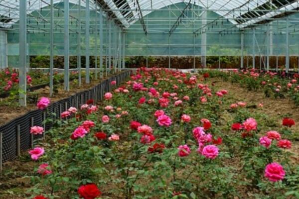 花卉养殖场冬季适合安装地暖吗，适合安装地暖