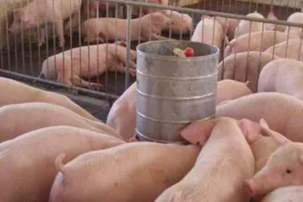 养猪怎么节省饲料，选择一个好的品种很重要