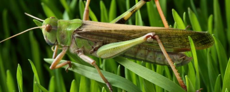 综合治理蝗虫的技术，可农业防治、生物防治和化学防治