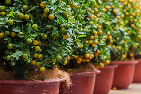橙子树盆栽从没结过果是什么原因，可能是土壤条件不当或修剪不合理等
