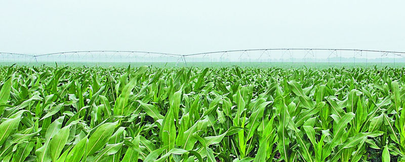 玉迪706玉米品种的特性，夏播生育期98—102天