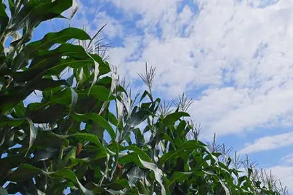 玉迪706玉米品种的特性，夏播生育期98—102天