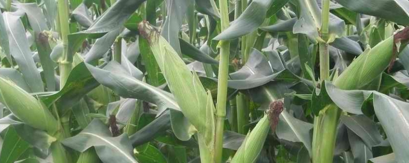 机玉332玉米品种的特性，大喇叭口期防治玉米螟虫