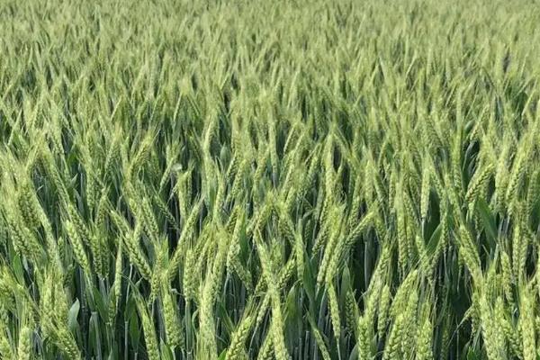 鼎研161小麦种子简介，适宜播种期10月中下旬