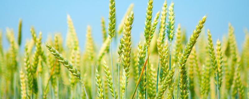瑞星麦618小麦种子介绍，每亩适宜基本苗18～24万