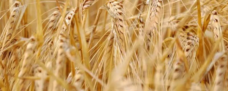 豫农605小麦品种的特性，半冬性品种