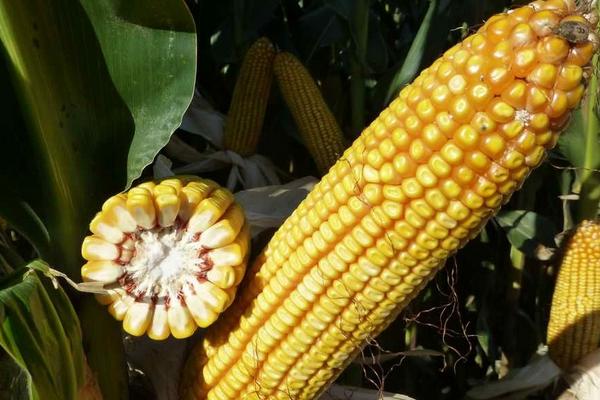 鼎优163玉米种子特征特性，夏播生育期101—104天
