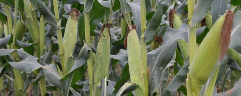 年年丰1号玉米种子特征特性，夏播生育期102—105天
