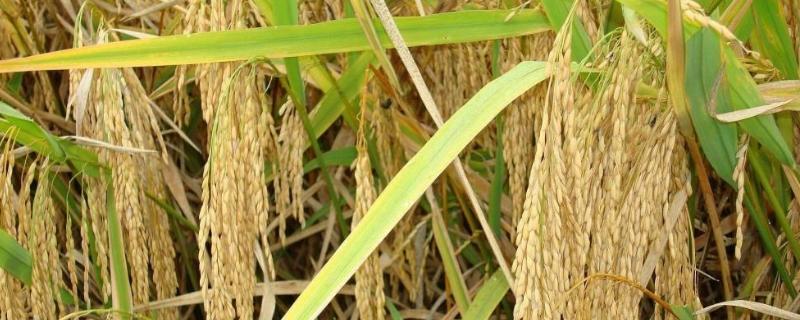 华两优金12水稻种简介，亩播种量8～10公斤
