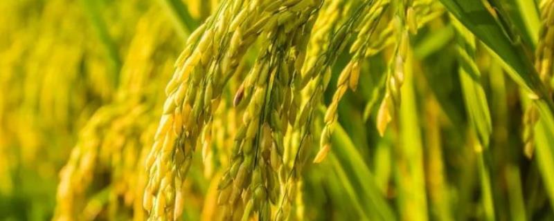 凯68S水稻种子特点，秧田亩播种量6～8公斤