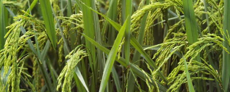 忠两优鄂晶丝苗水稻种子特点，播种前宜用咪鲜胺浸种