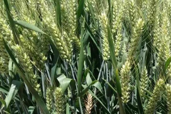 楚襄18小麦种子特点，鄂北10月8～20日播种