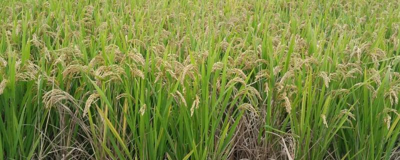 巨2优70水稻种子特征特性，苗期注意防治稻蓟马