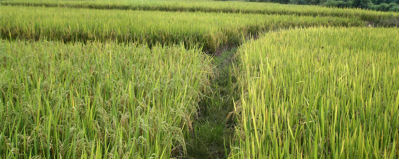 妙两优2056水稻种简介，全生育期117.7天