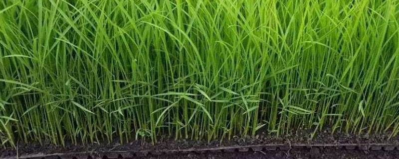 悦两优3189水稻品种简介，秧田亩播种量10千克