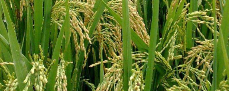 艳两优039水稻品种简介，全生育期110.2天