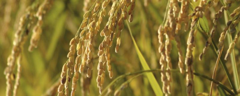 粤特油占水稻种子特征特性，晚造全生育期114～115天