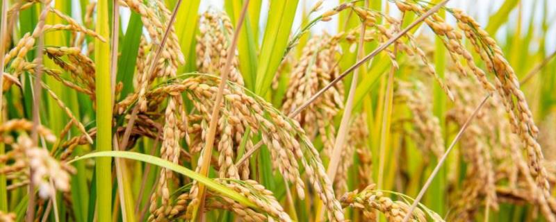 广晶丝苗水稻种简介，早造全生育期125～126天