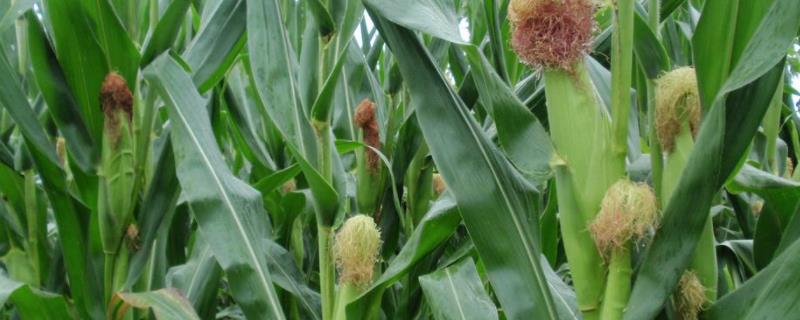 农泽999玉米种子特点，防治虫害