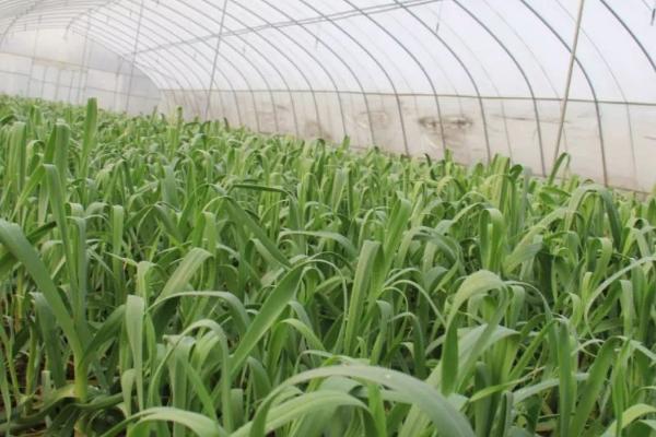 蒜苗的种植方法，选择没有病斑、无损伤的蒜头作蒜种